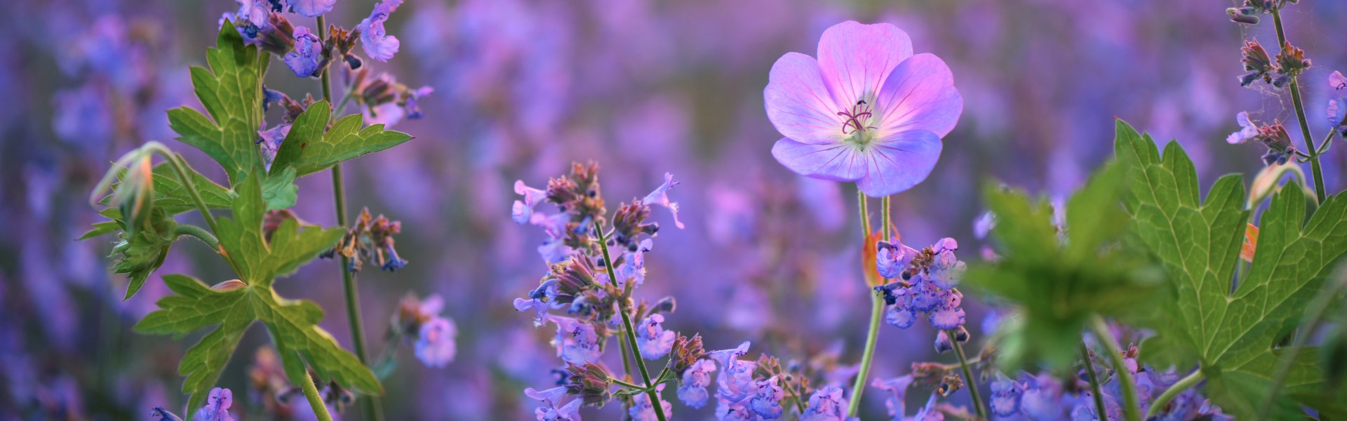 «Эдельвейс»