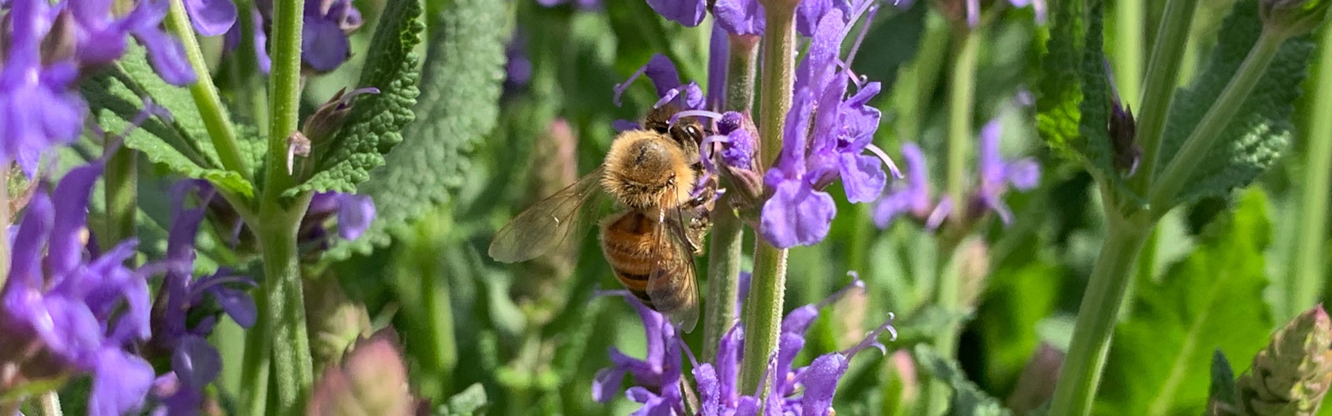 «Французский Прованс»