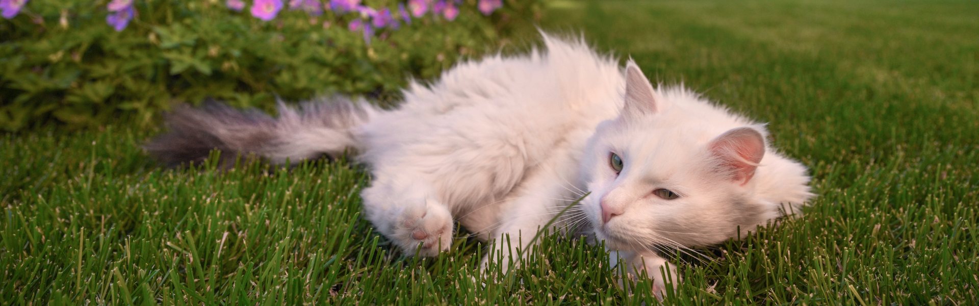 «Эдельвейс»